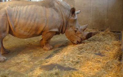 Gazeller laver senge til næsehorn og bløde gulve til mennesker