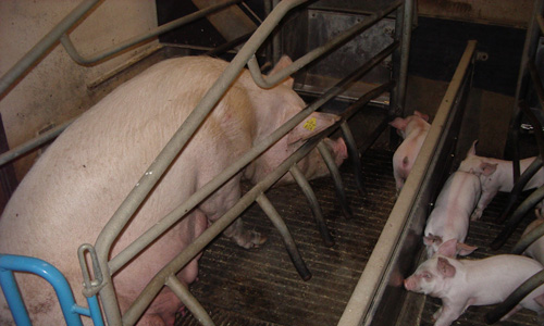 ErgoComfort Energimåtte for smågrisehuler 2.jpg?ts=1760015884