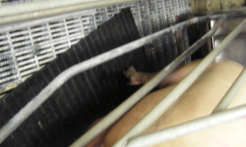 staldmaatte_til_svinebrug_3.jpg?ts=1760015885