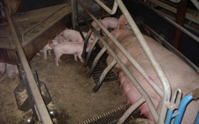 ErgoComfort smågrisehule-måtte