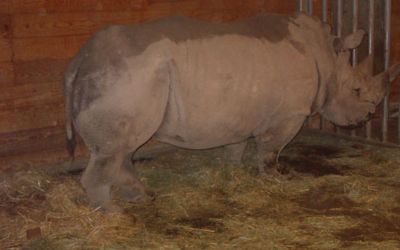 Københavns Zoo – FB R staldmåtte til næsehorn