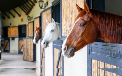 Softstep Staldmåtter