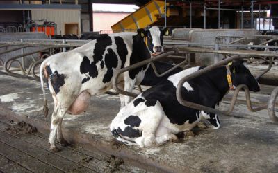 Mælkeproducenter betegner gummigulve som en god investering