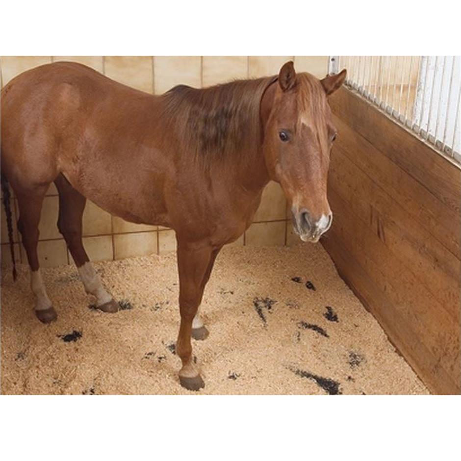 ErgoFloor Staldmåtte, HSM 1830x1220x17 mm