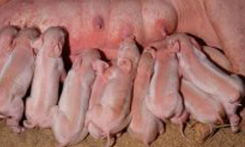 Diende Smaagrise Red2.jpg?ts=1760015884