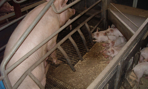 ErgoComfort Energimåtte for smågrisehuler 1.jpg?ts=1760015885