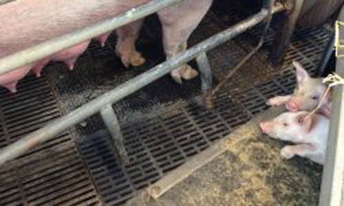 Energimaatte Smaagrisehule.jpg?ts=1760015885