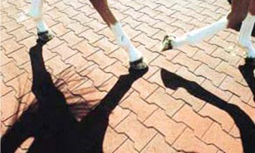 ergopave_gummifliser_hestestald.jpg?ts=1760015934