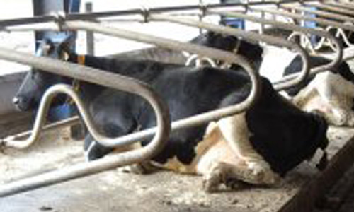 Staldmadras Red (3).jpg?ts=1760015882